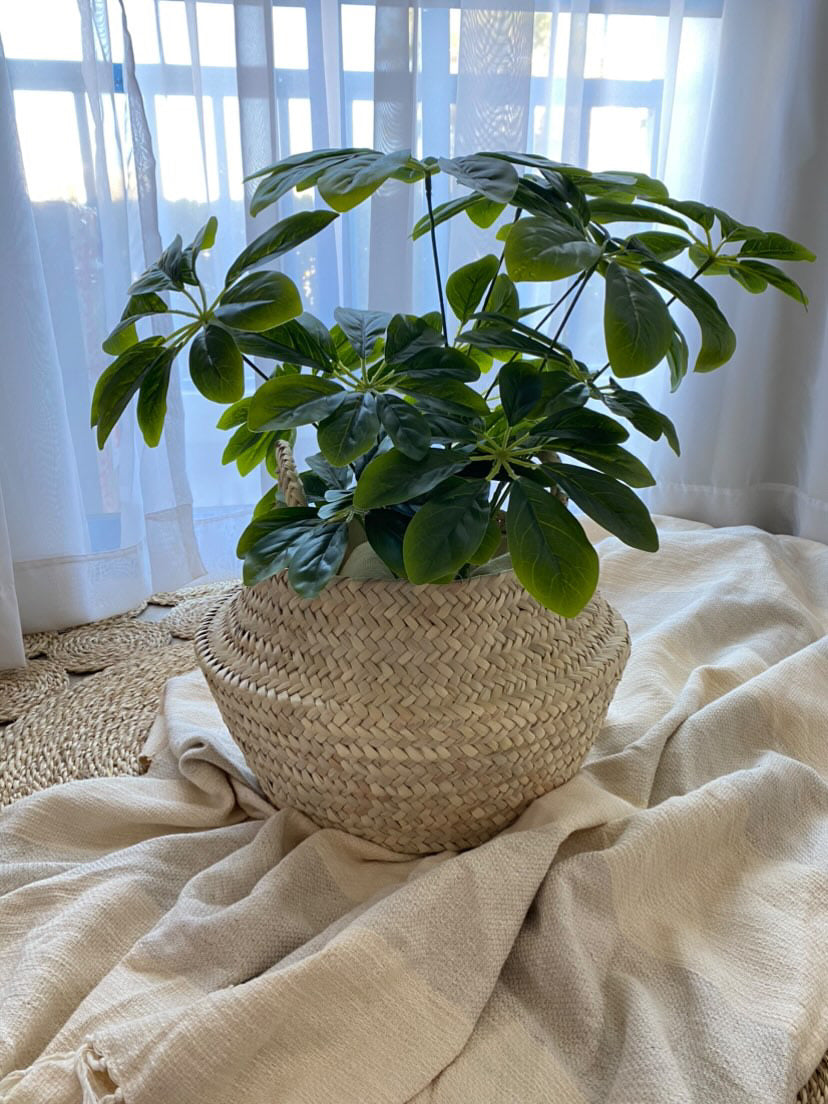 New plant basket