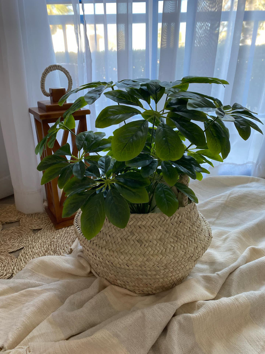 New plant basket