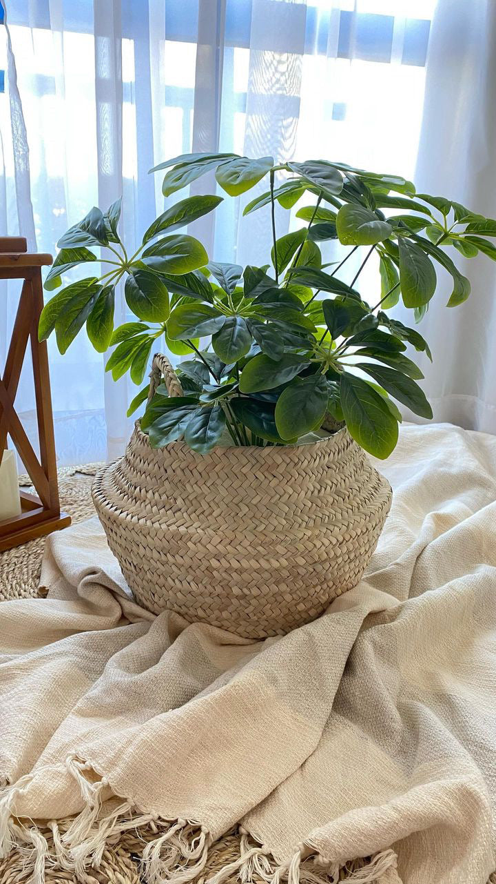 New plant basket