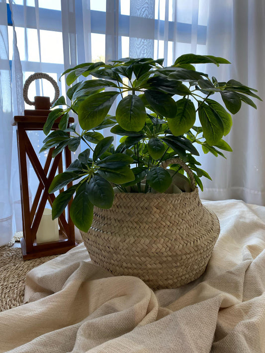 New plant basket