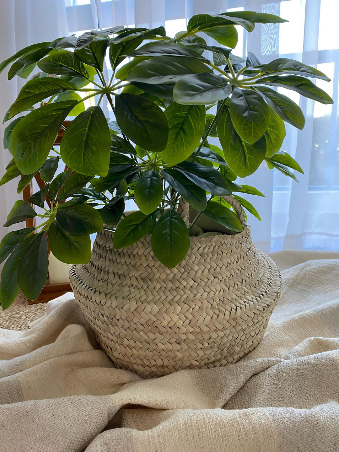 New plant basket